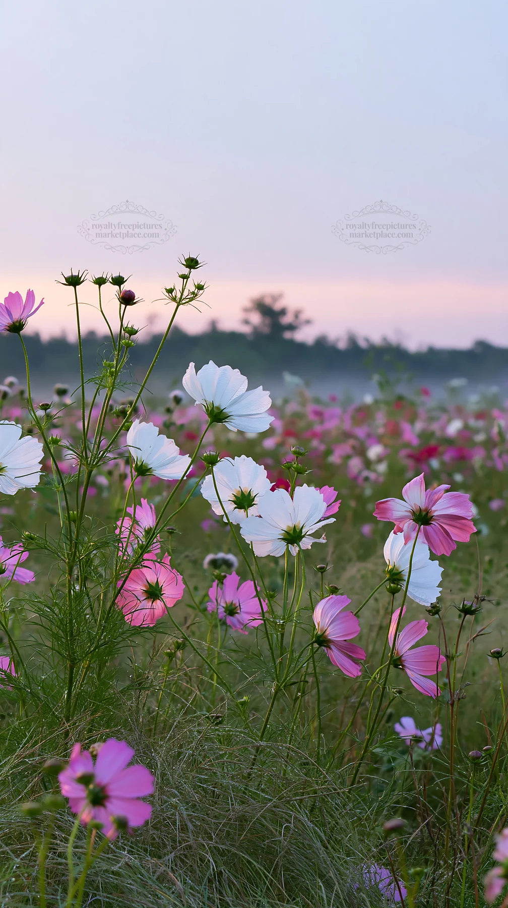 Colorful cosmos flowers in a meadow at sunrise - AI-generated stock image