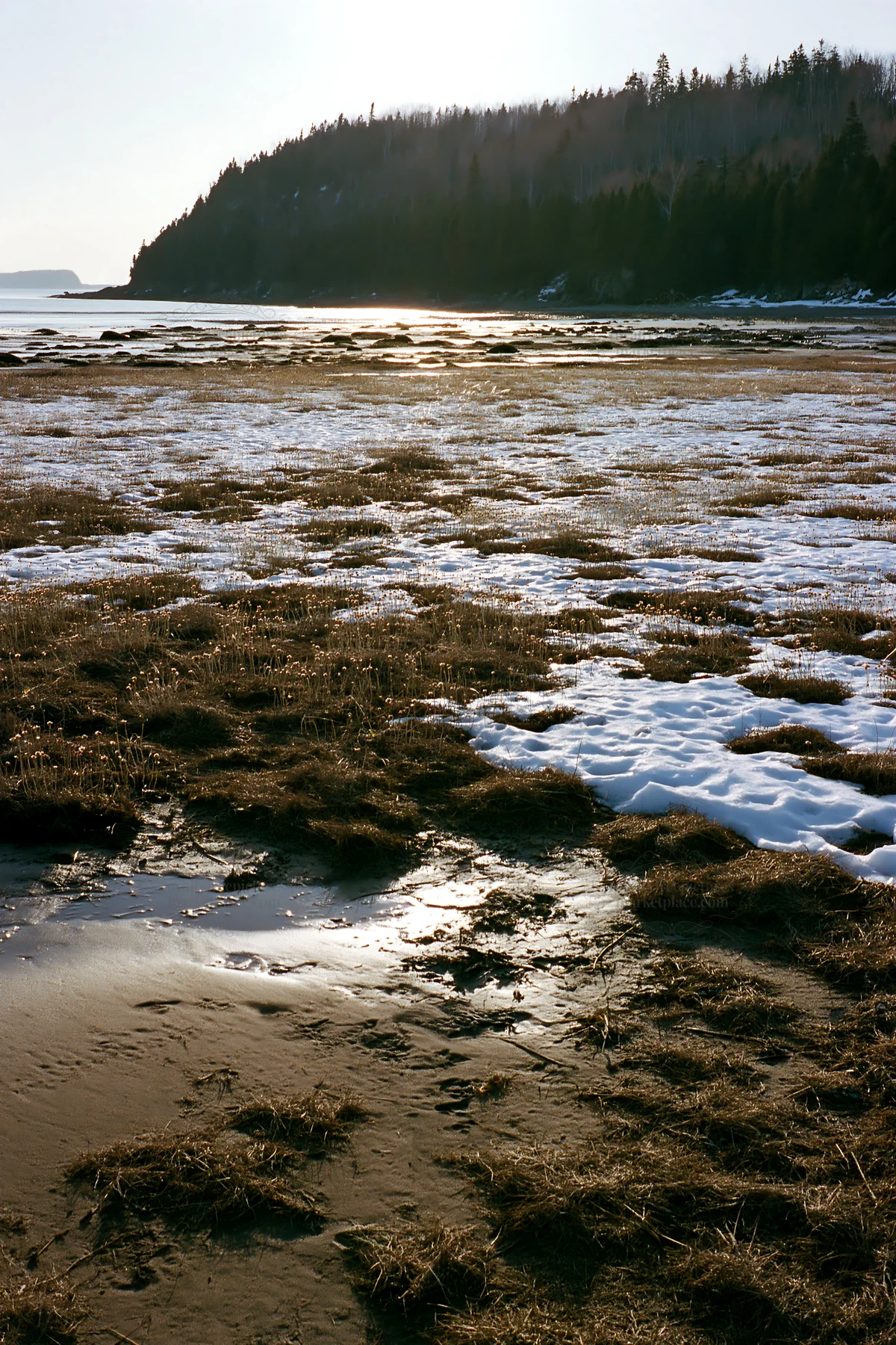 Snowy beach meadow at low tide with distant forest - AI-generated stock image