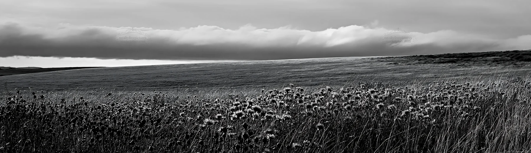 Violet knapweed meadow in black and white - AI-generated stock image