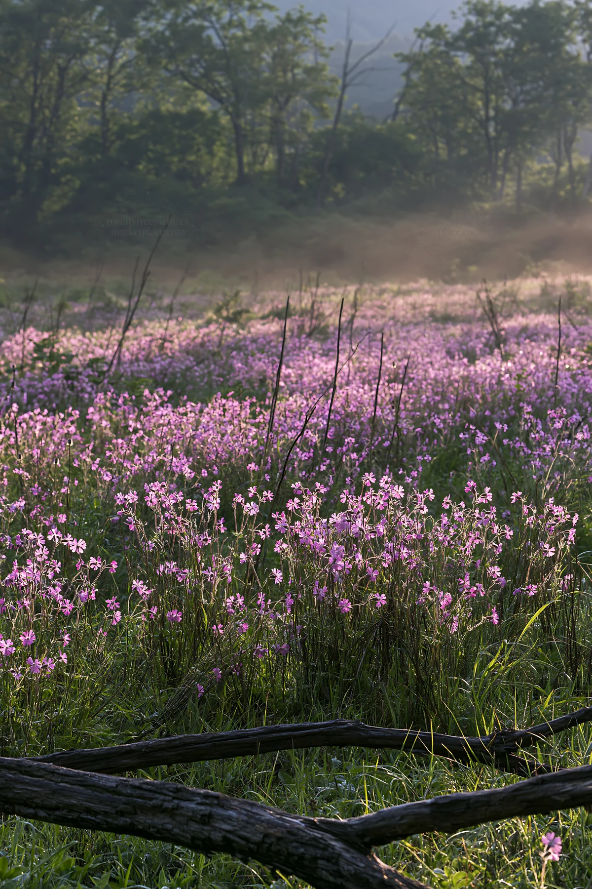 Yamagata rewilded meadow with fallen branch in the foreground - AI-generated stock image