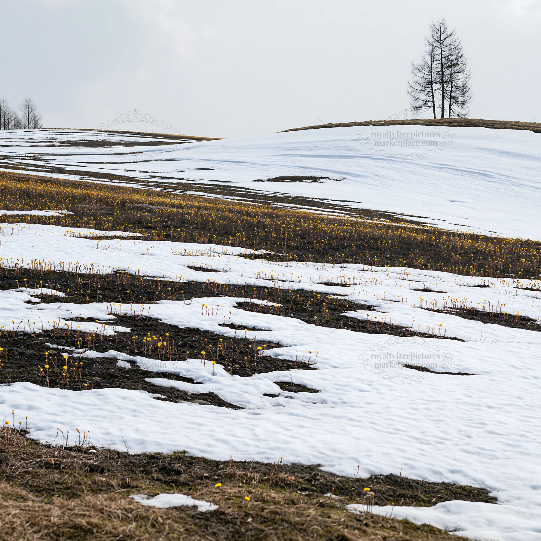 Snow covered Biei hills meadow with patches of yellow flowers - AI-generated stock image