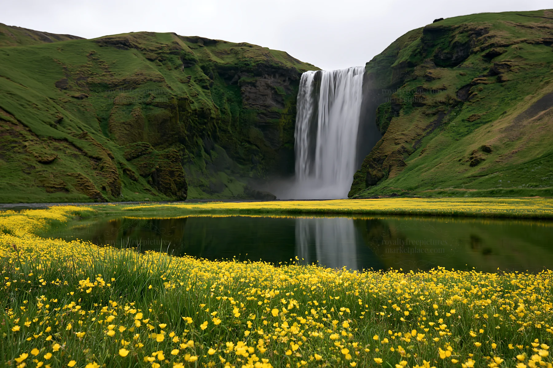 Flower meadow with waterfall and reflection in Iceland - AI-generated stock image
