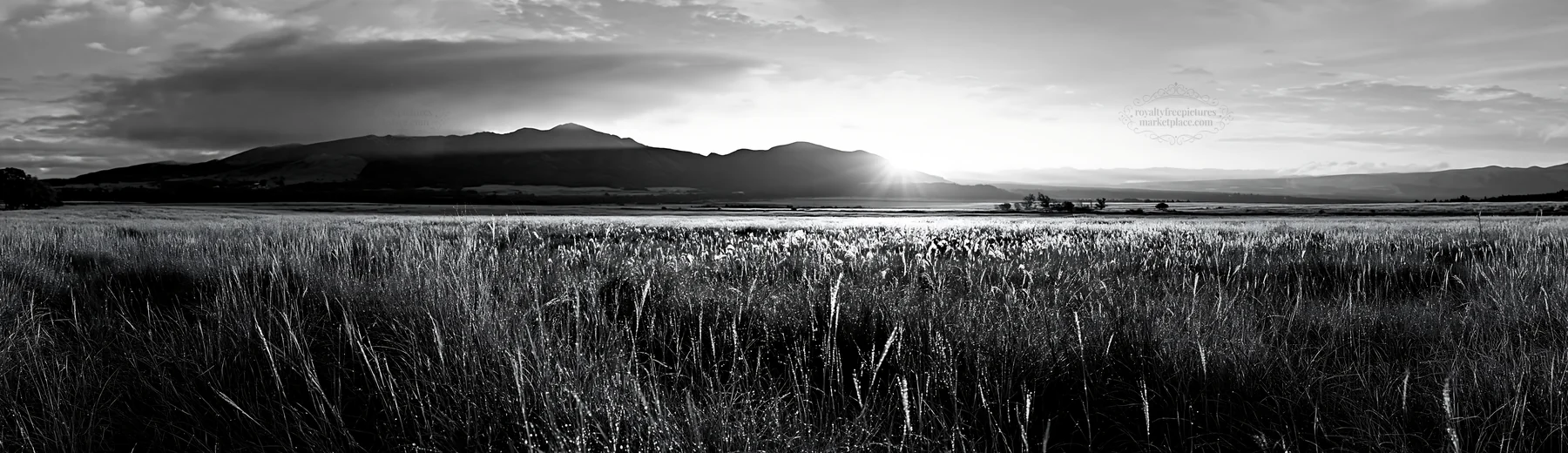 Miyazaki sunrise over meadow with dew covered sedges - AI-generated stock image