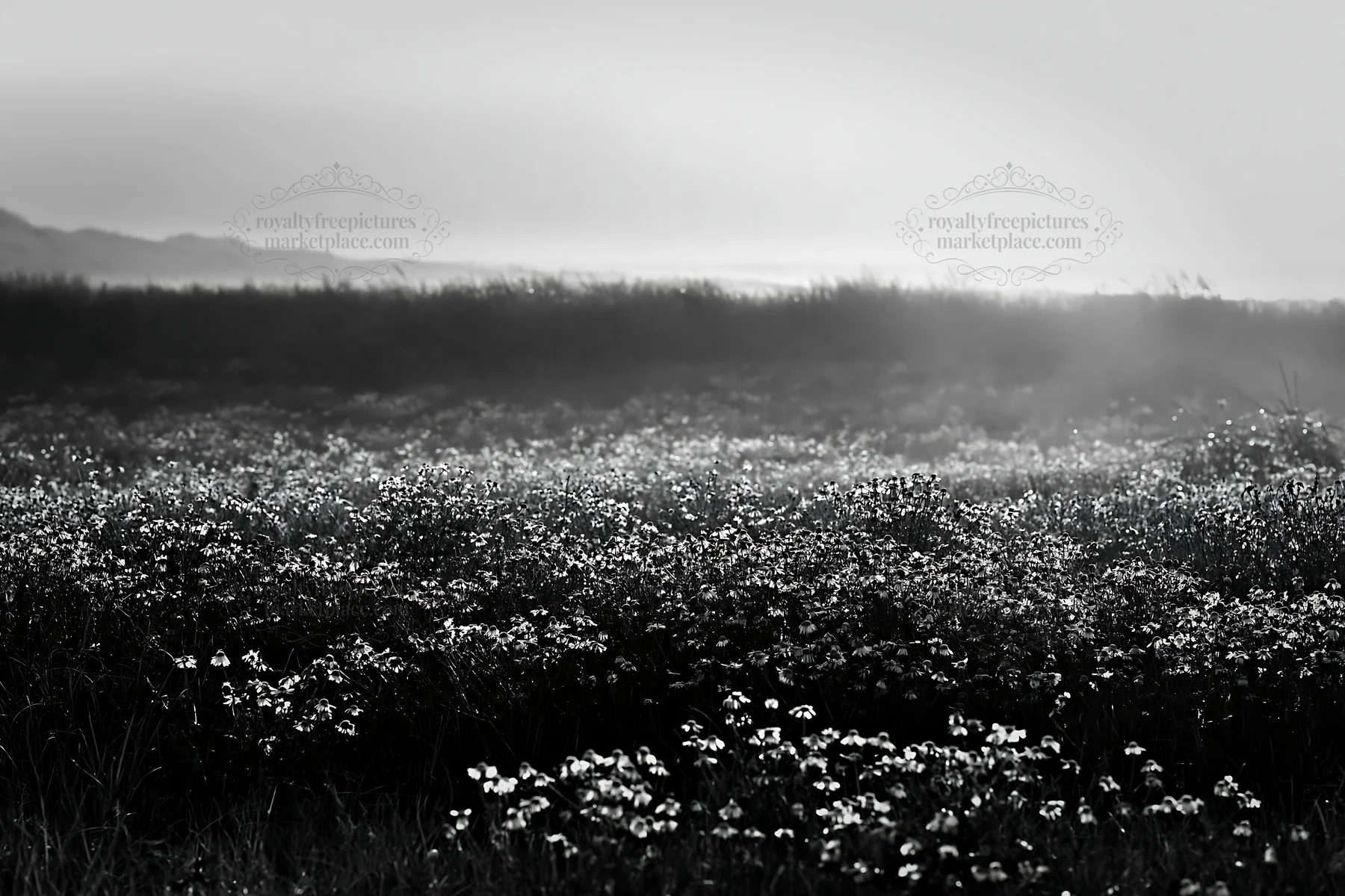 Chamomile meadow landscape at dusk - AI-generated stock image