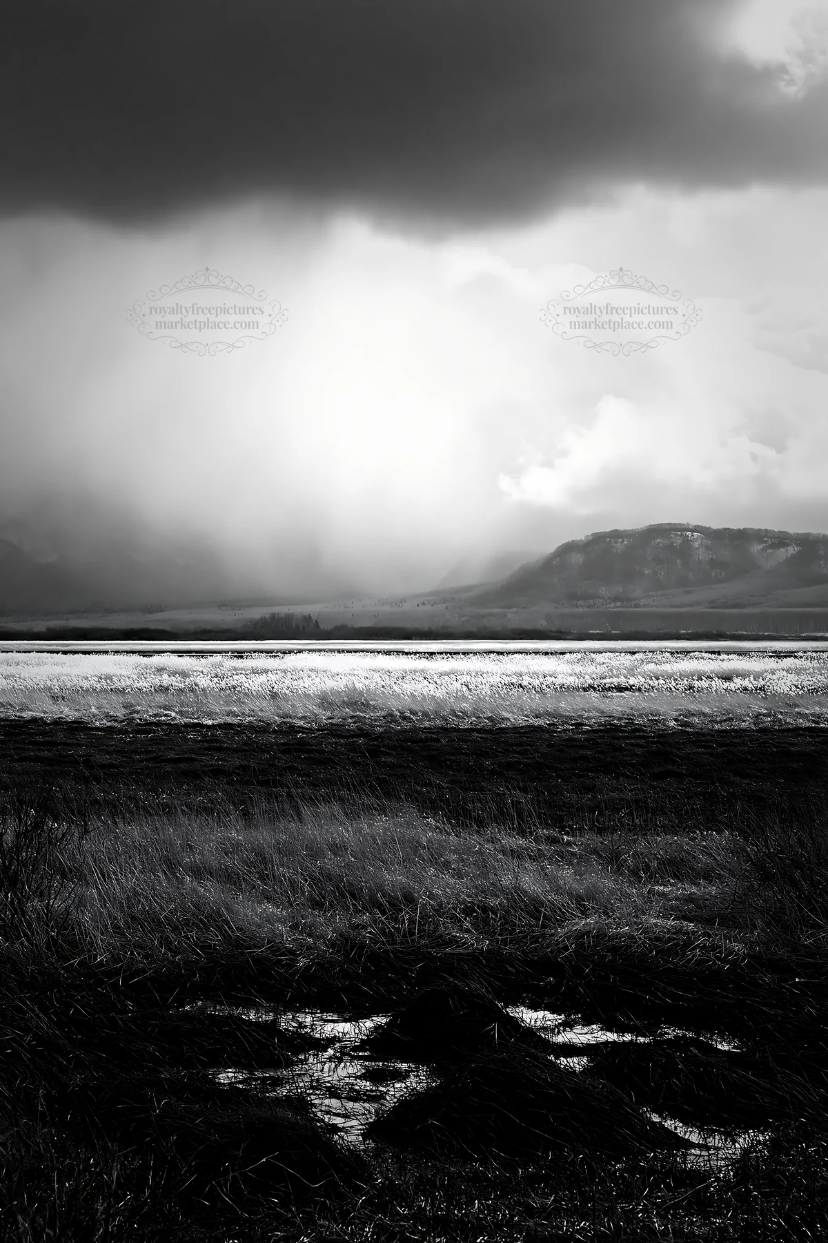 Black and white akita snowmelt meadow with silver grasses under cloudy sky - AI-generated stock image