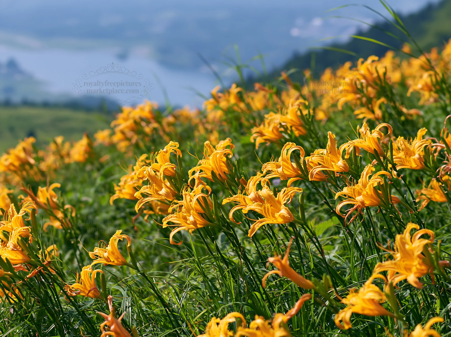 Kirigamine highland daylily meadow with yellow flowers - AI-generated stock image