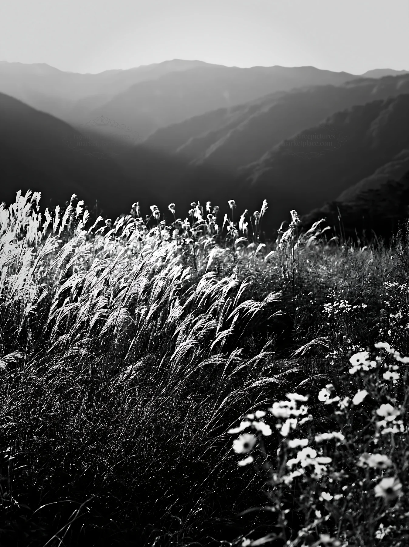 Black and white biodiverse Nagano silver grass meadow dew reflecting morning light - AI-generated stock image
