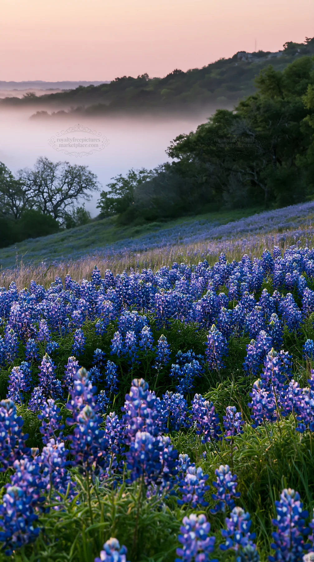 Bluebonnet meadow sunrise with vibrant flowers and morning fog - AI-generated stock image