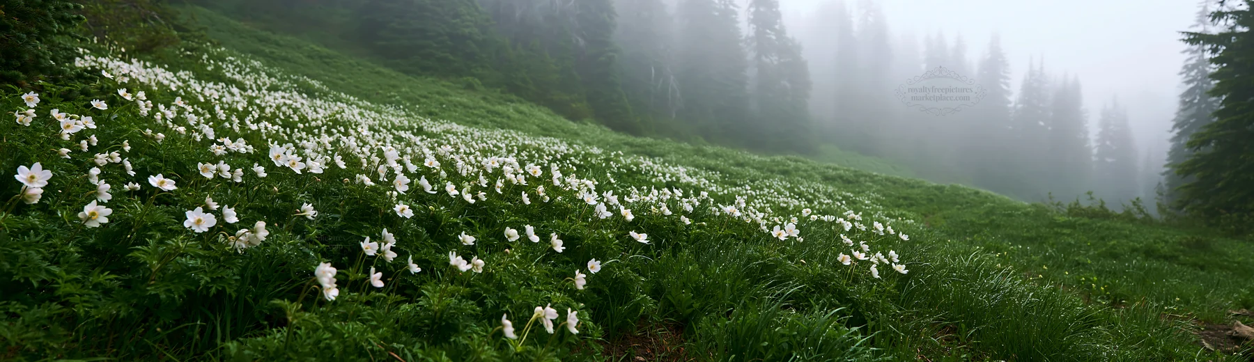 Misty forest meadow with white flowers blooming in fog - AI-generated stock image