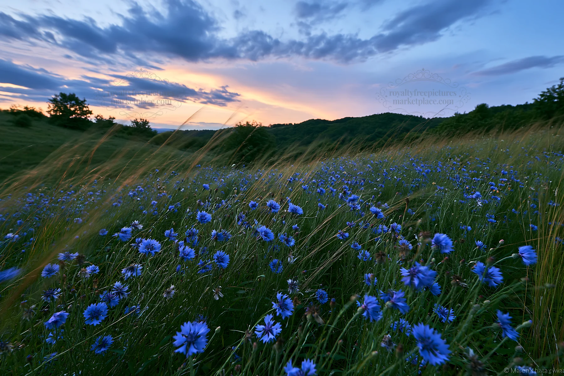 Hungarian meadow with blue wildflowers at sunset - AI-generated stock image