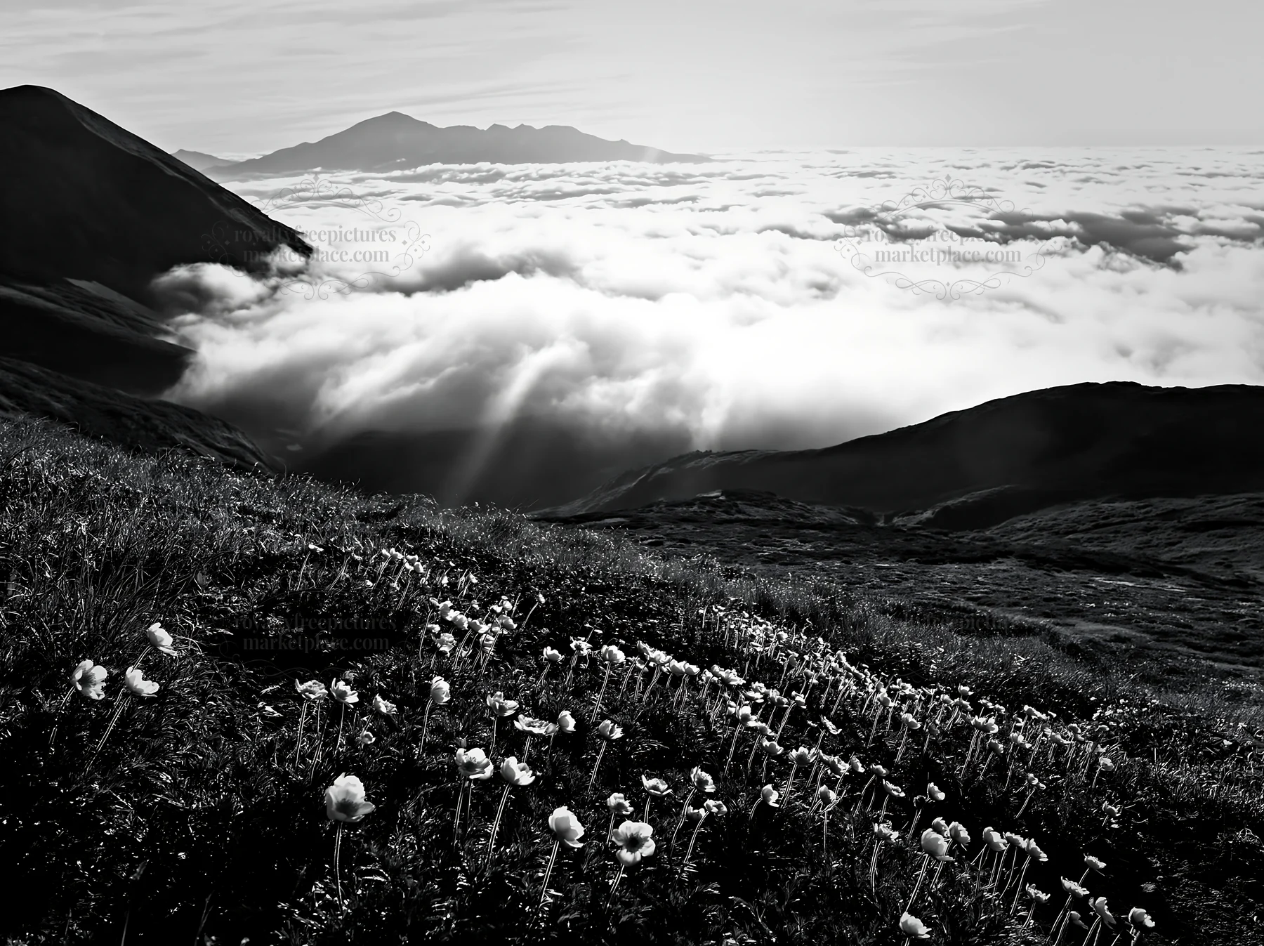 Black and white daisetsuzan alpine meadow light rays shine over flowering landscape - AI-generated stock image