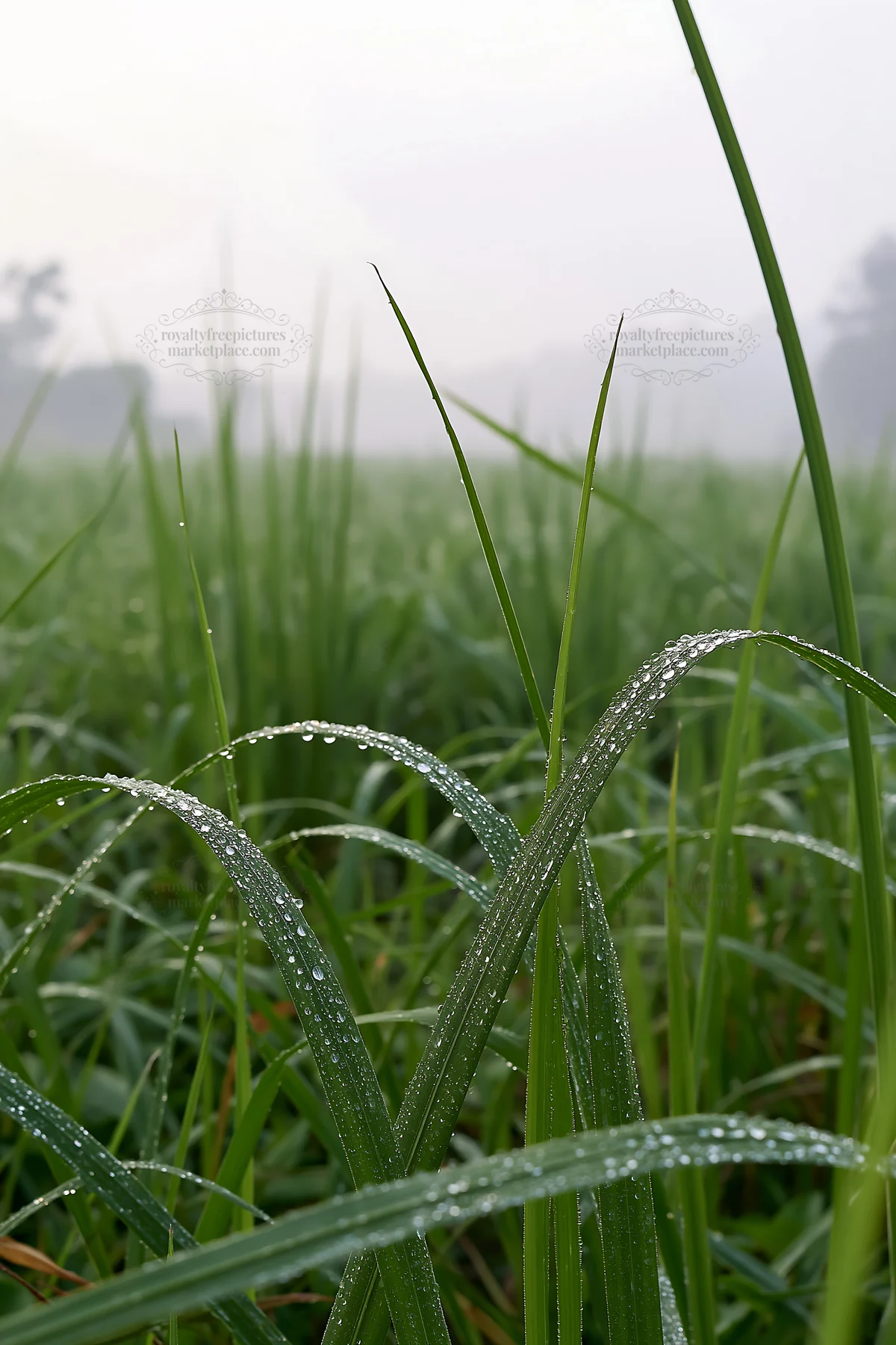 Kochi monsoon meadow rain beaded grasses - AI-generated stock image
