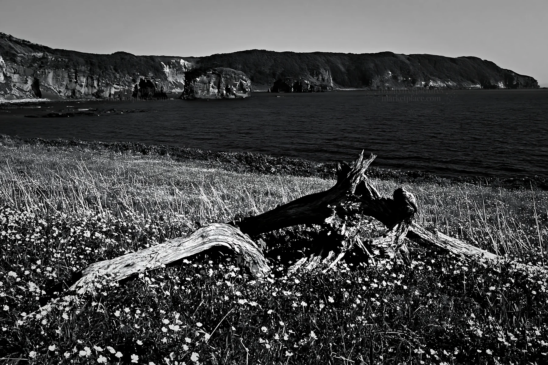 Nagasaki coastal meadow with driftwood and ocean view - AI-generated stock image