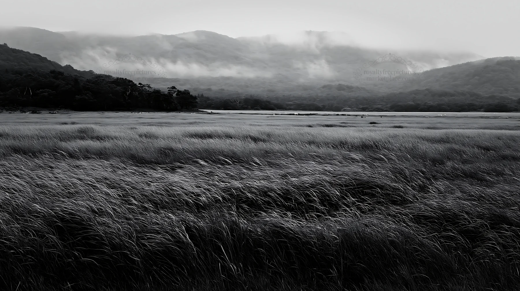 Iwate meadow with rain refreshed seedheads in foreground - AI-generated stock image