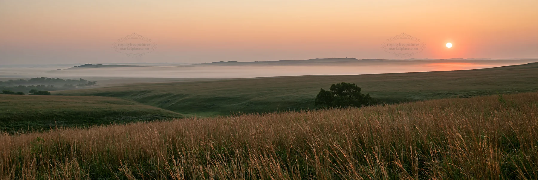 Sunrise over tall grass meadow with mist in the background - AI-generated stock image