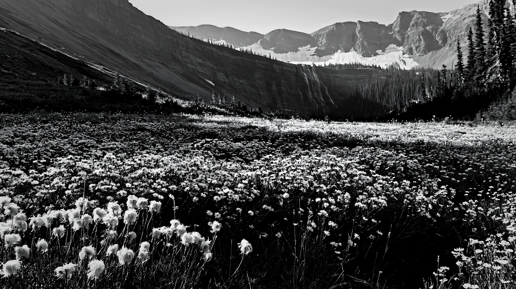 White wildflower meadow below a waterfall in nature - AI-generated stock image