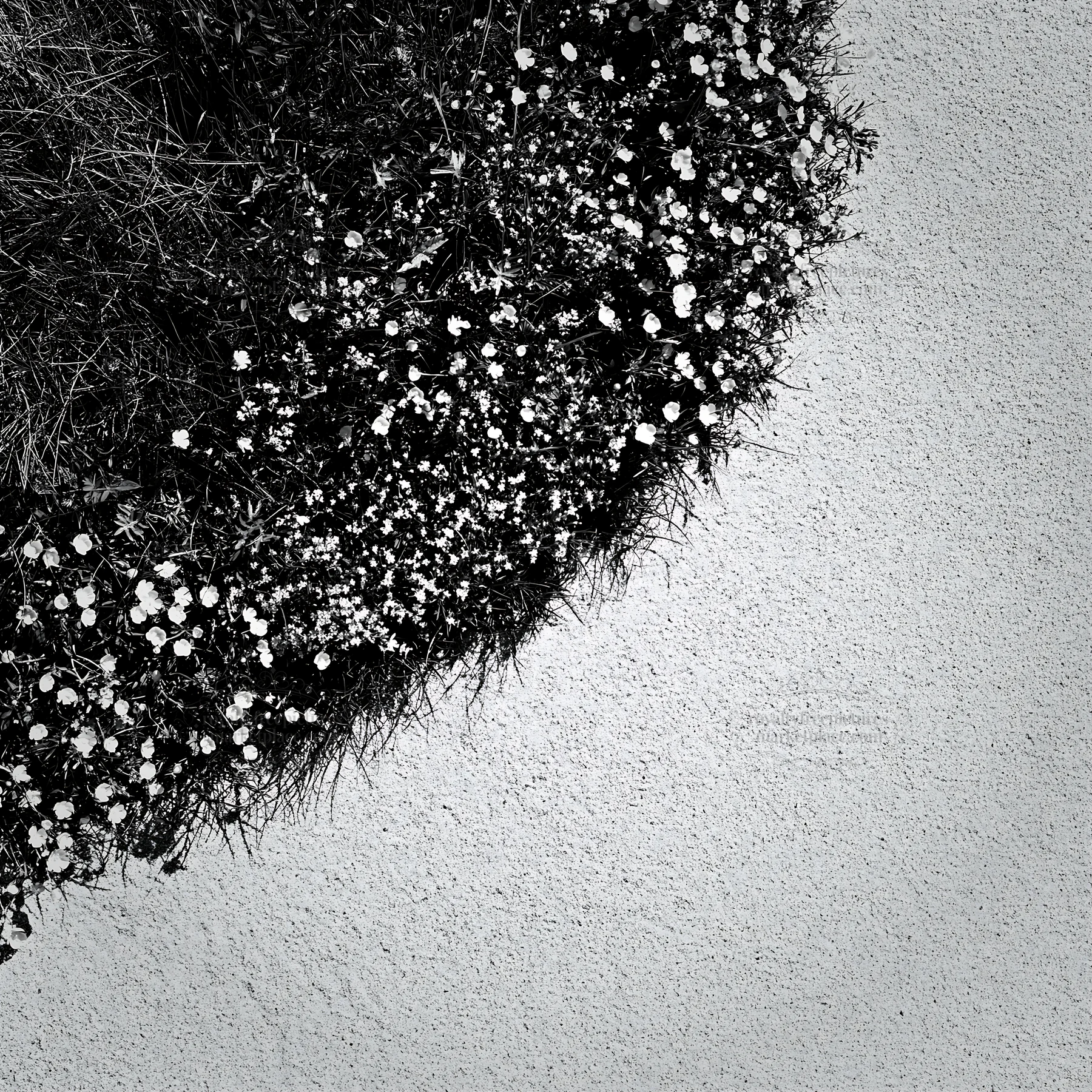 Black and white machair beach meadow with yellow flowers and sandy background - AI-generated stock image