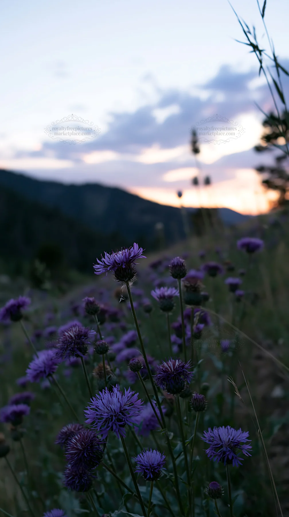 Violet knapweed meadow at sunset in a mountainous area - AI-generated stock image