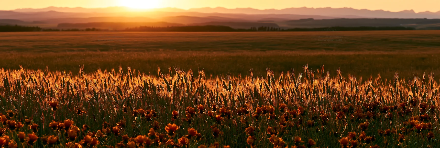 Meadow seedheads backlit by sunset at dusk - AI-generated stock image