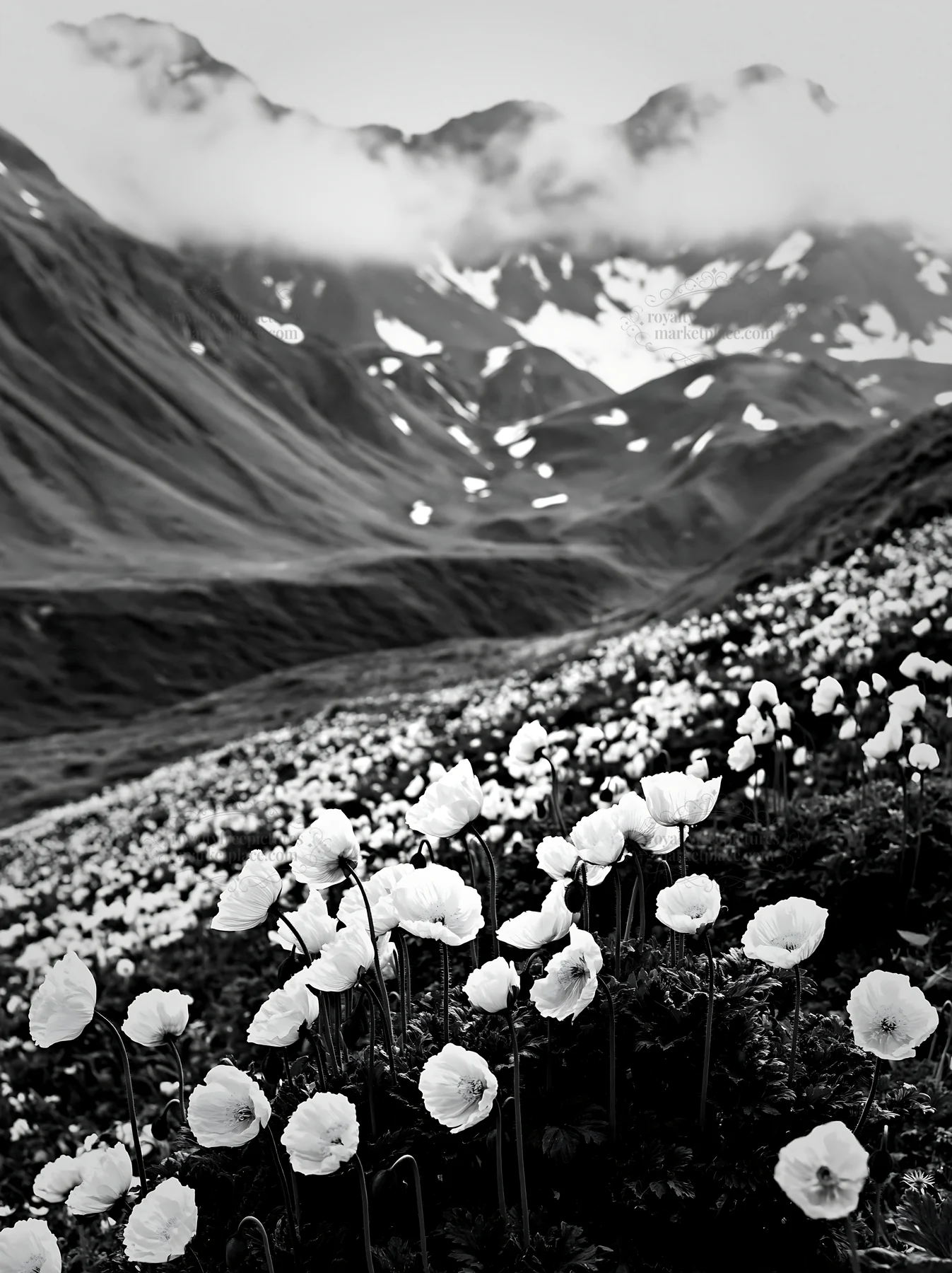 Swiss alpine poppy meadow with mountains and clouds in black and white - AI-generated stock image