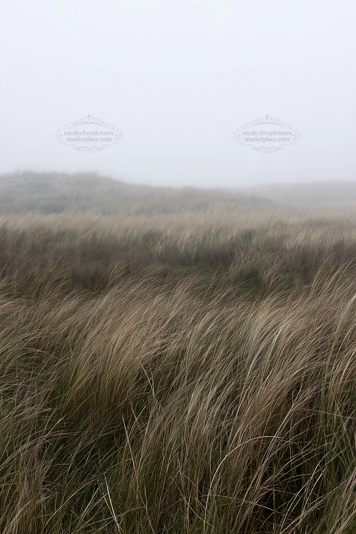 Windy meadow with dune grasses in Tottori - AI-generated stock image
