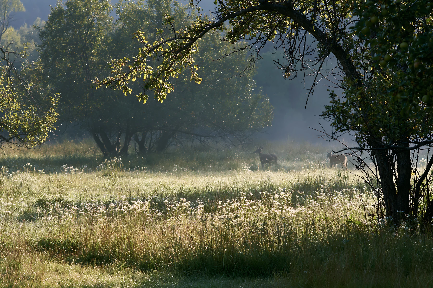 Morning light in an apple meadow with deer in the valley - AI-generated stock image