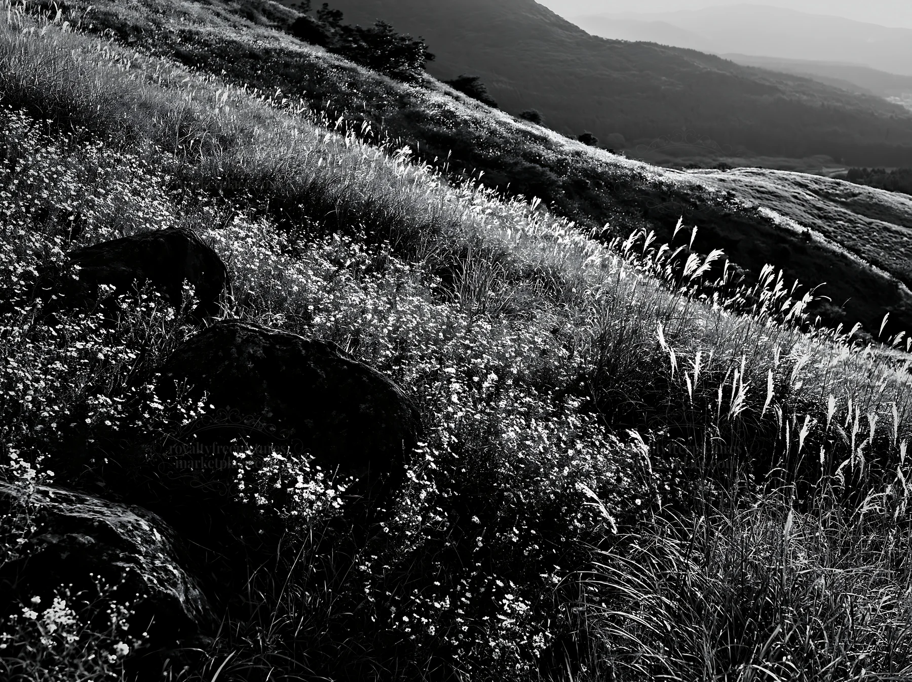 Black and white oita highland meadow with granite stones in natural setting - AI-generated stock image