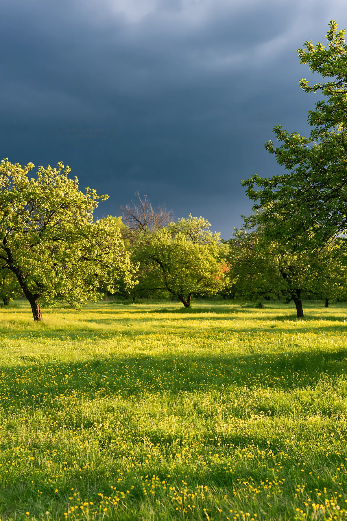 Spring orchard meadow with trees and cloudy sky - AI-generated stock image