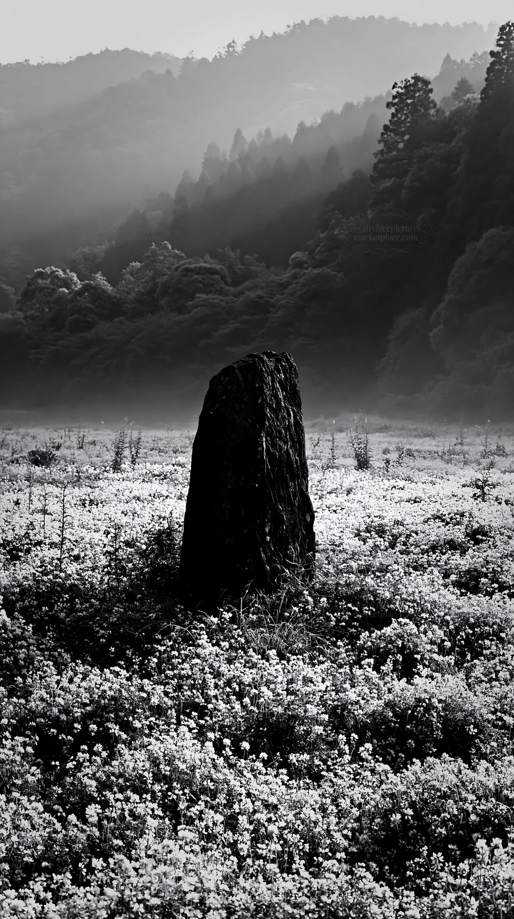 Black and white kyoto spring wildflower meadow stone foreground - AI-generated stock image