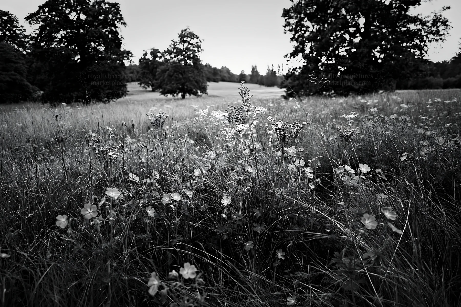 Black and white tall grass meadow with purple flowers in a green landscape - AI-generated stock image