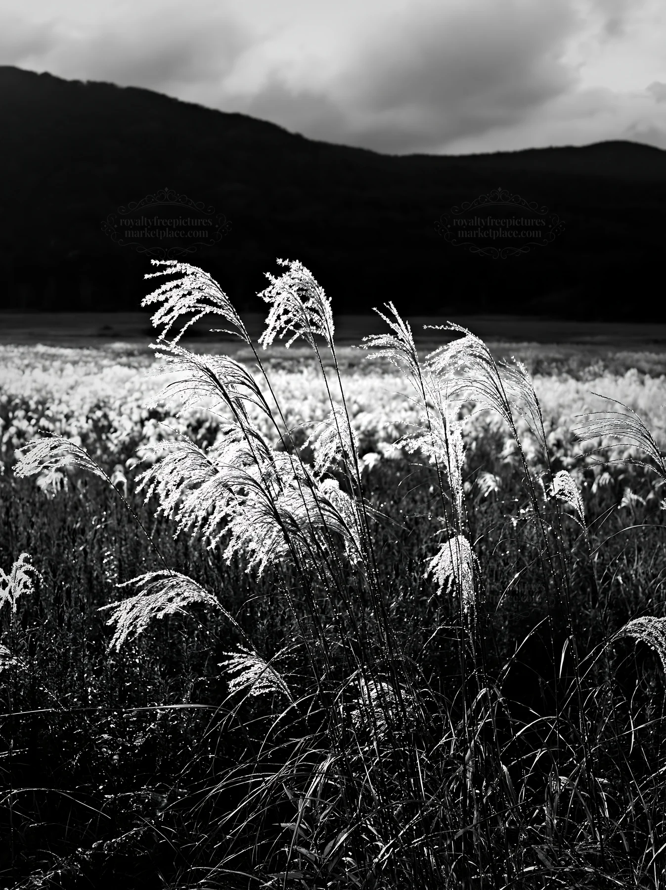 Iwate rain refreshed meadow with seedhead in the foreground - AI-generated stock image