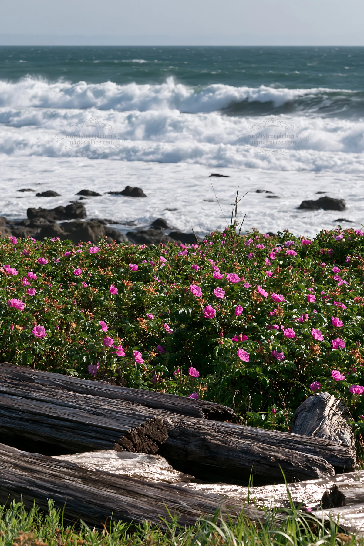 Chiba coastal climate meadow with flowers and driftwood - AI-generated stock image