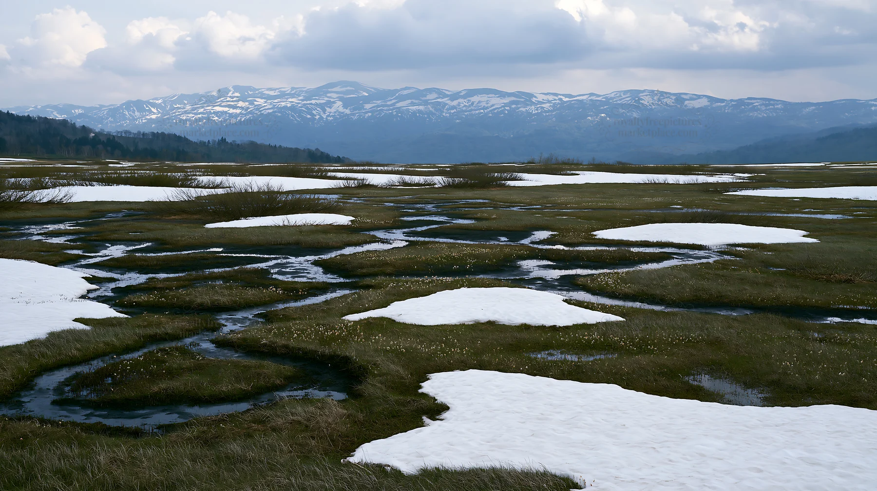 Akita snowmelt meadow with silver grasses in winter season - AI-generated stock image