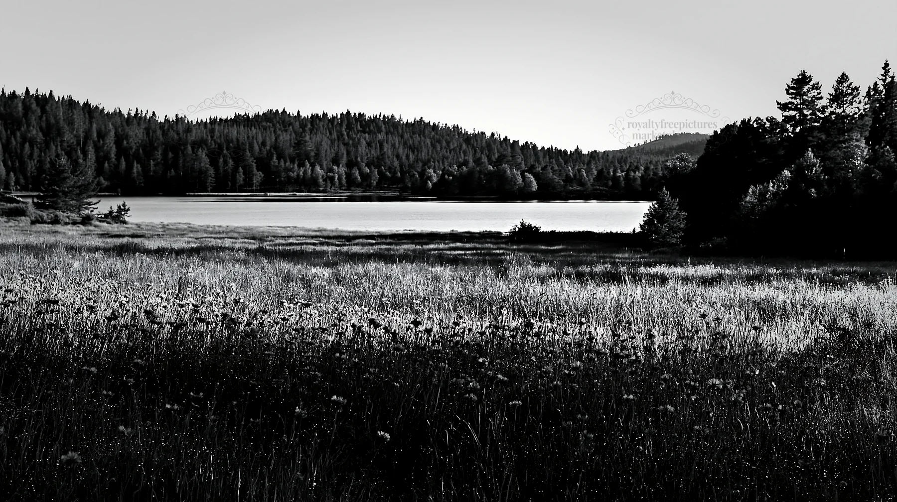 Sunlit lakeside meadow with trees and water - AI-generated stock image