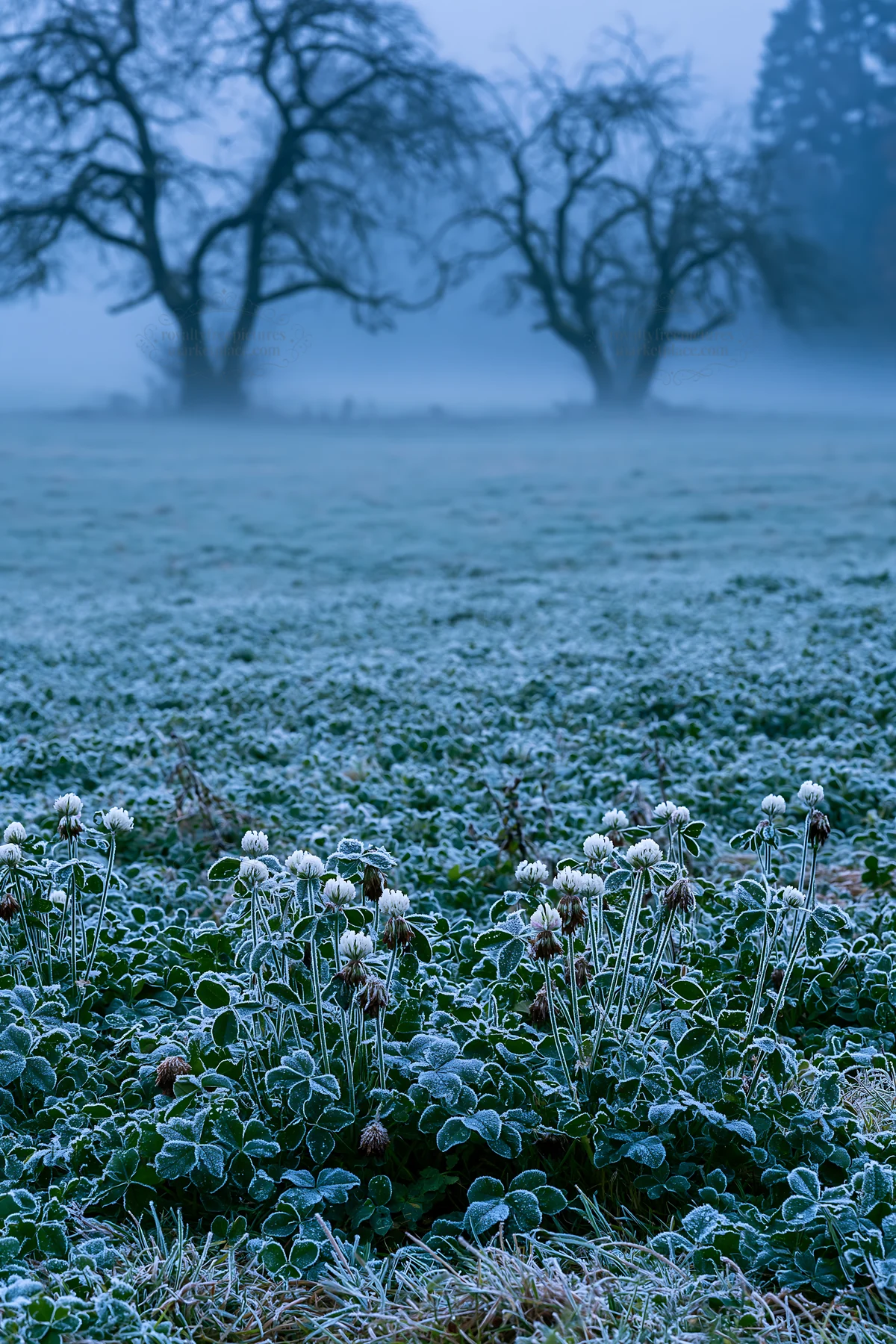 Clover apple meadow with frost and trees in the distance - AI-generated stock image