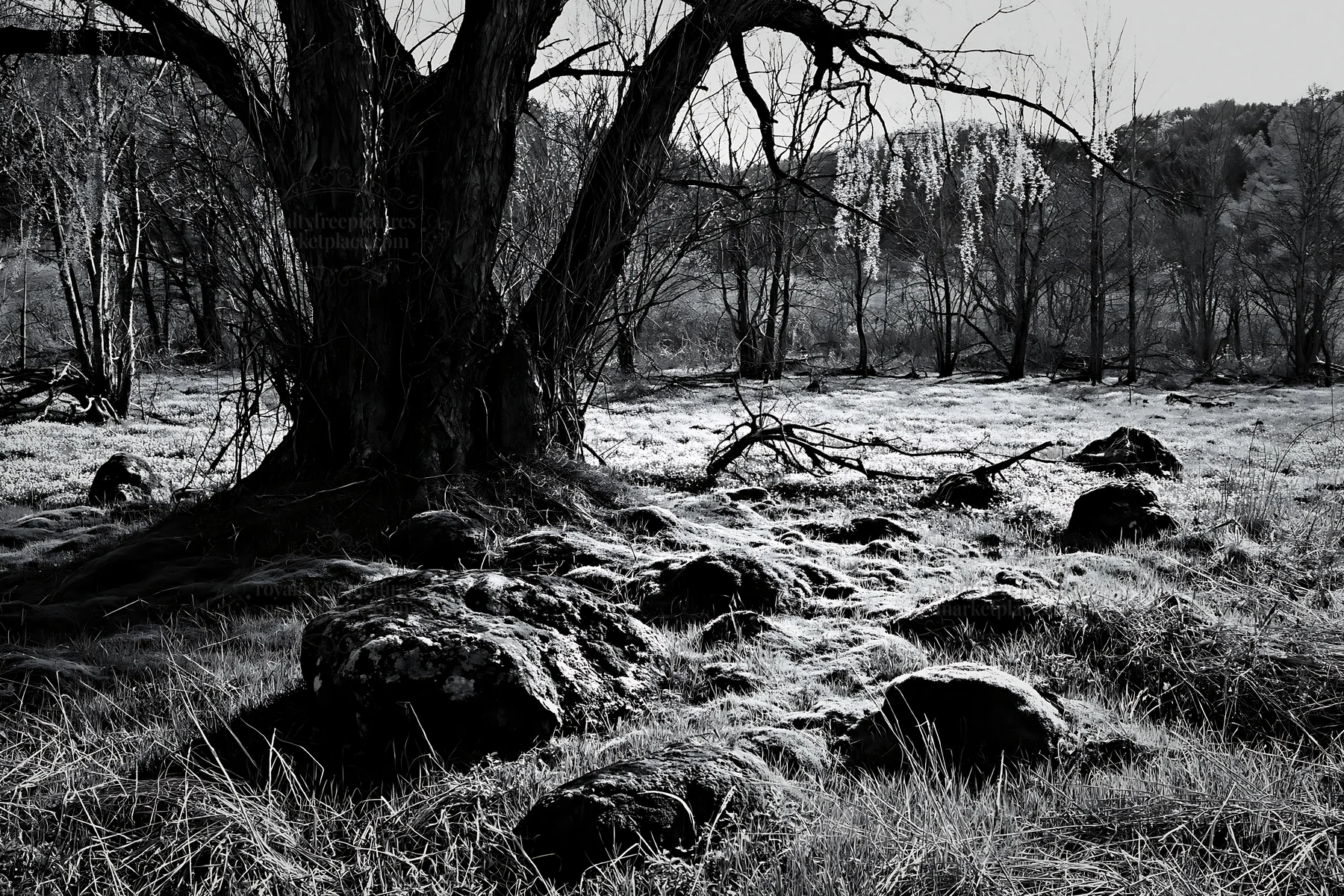 Black and white miyagi spring recovery meadow mossy stone with trees and rocks - AI-generated stock image