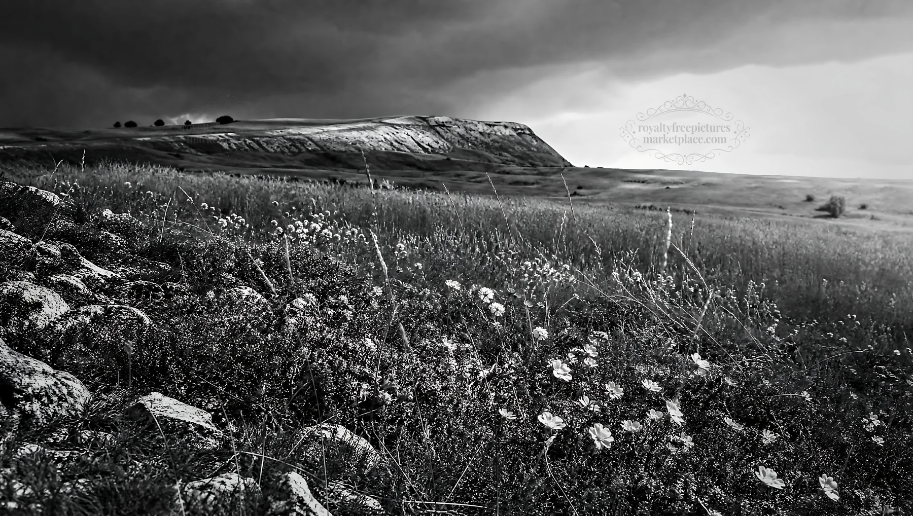 Sunny dry meadow with flowers and rocky terrain in the distance - AI-generated stock image