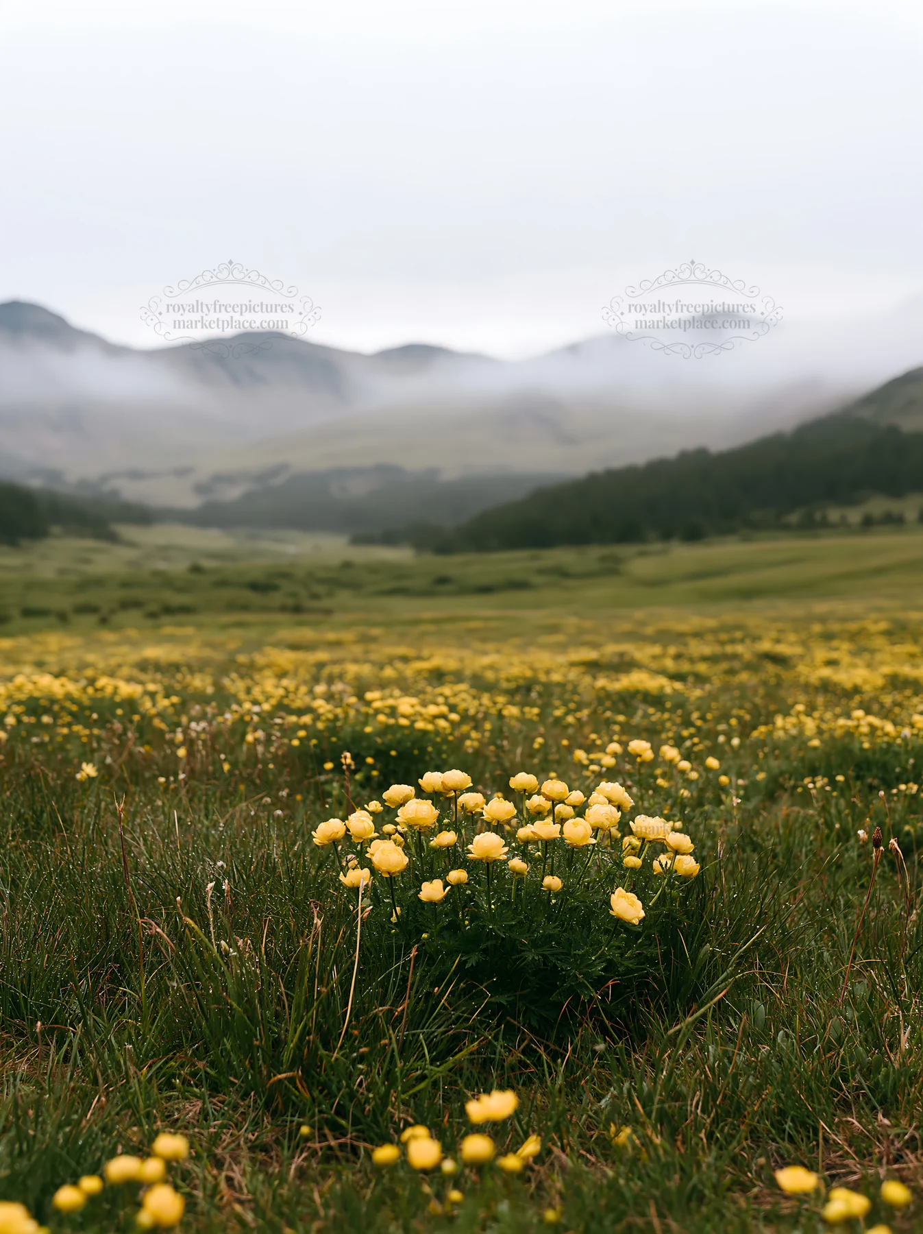 Rainy valley meadow with yellow flowers and distant mountains - AI-generated stock image