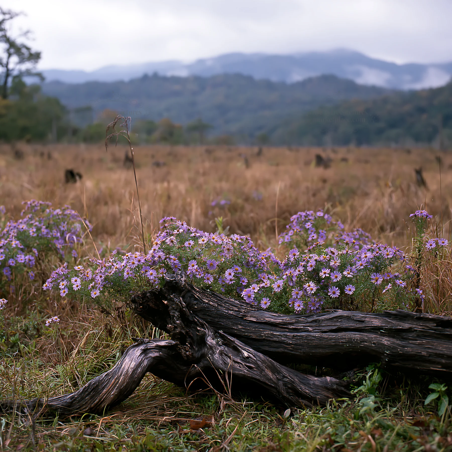Wakayama autumn meadow with weathered wood in the foreground - AI-generated stock image
