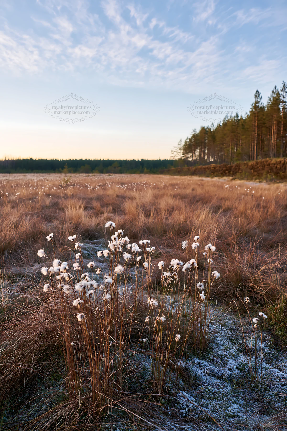 Cottongrass meadow at dawn with sunlight and trees - AI-generated stock image