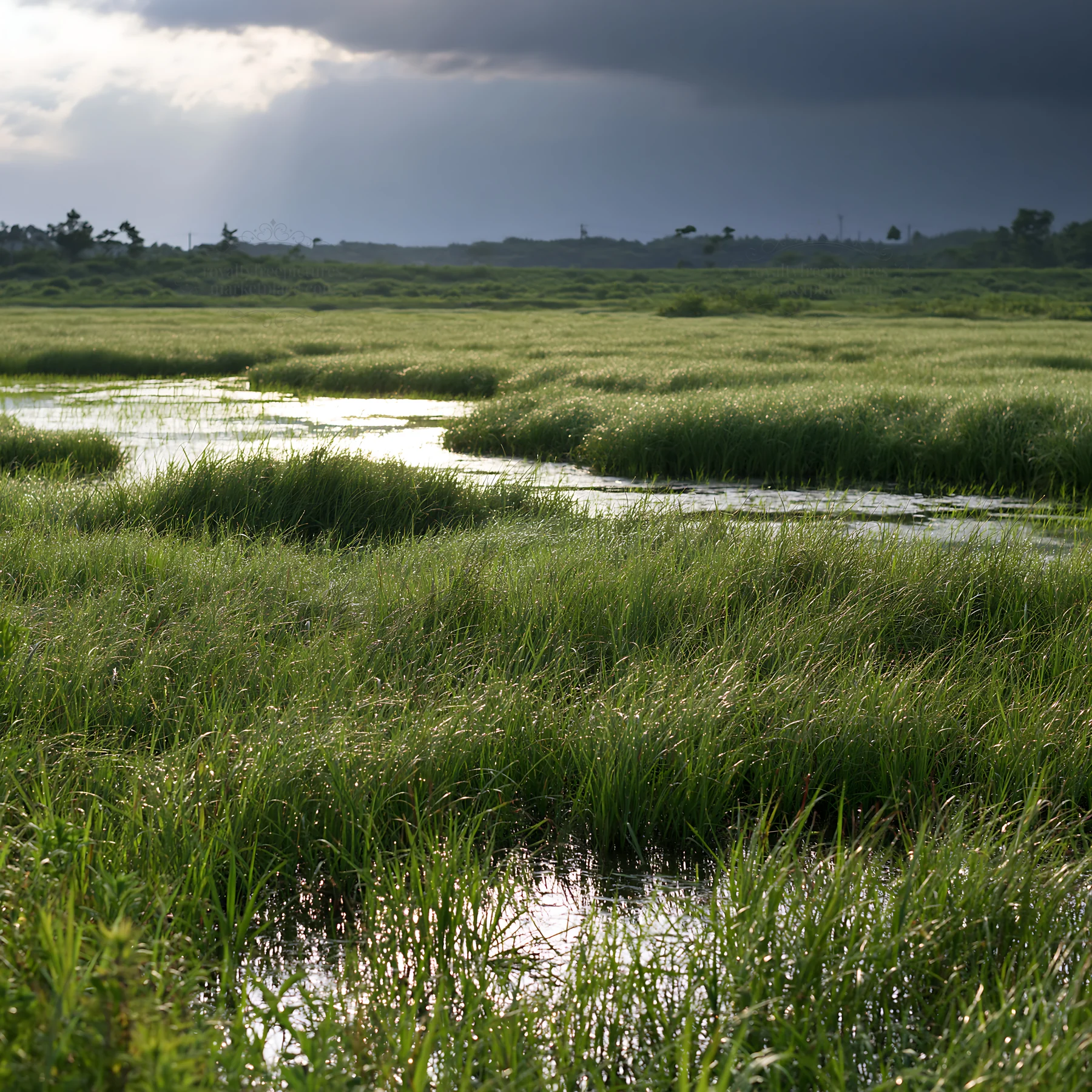 Niigata floodplain restoration meadow dew foreground - AI-generated stock image