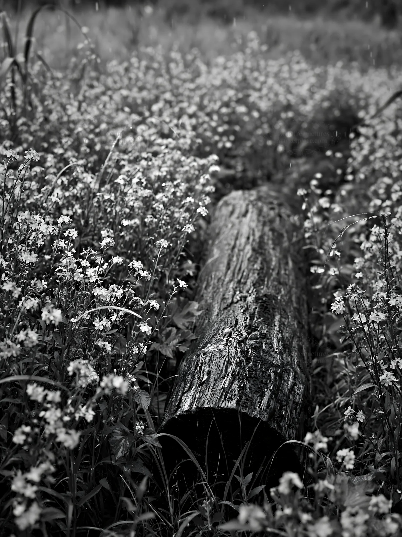 Black and white chiba coastal climate meadow with driftwood and wildflowers - AI-generated stock image