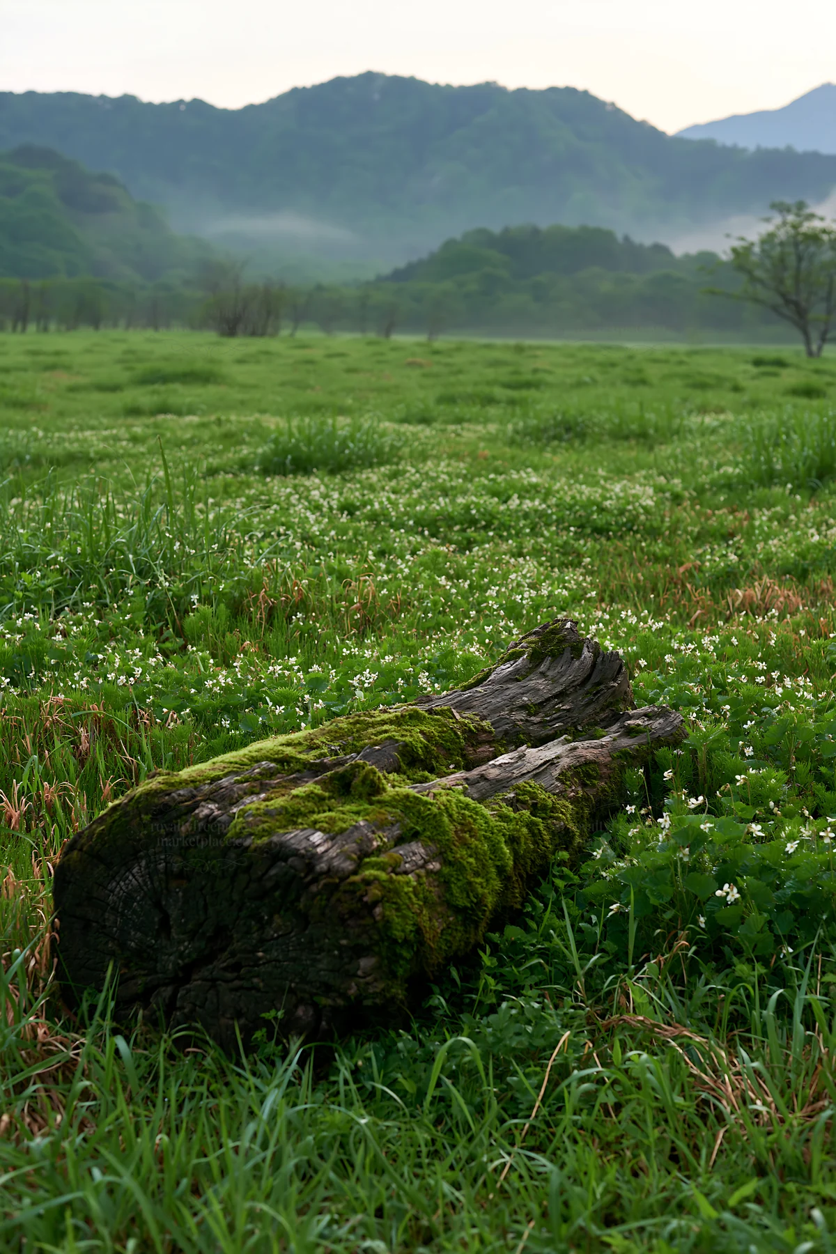 Gifu low carbon meadow mossy log in a green field - AI-generated stock image
