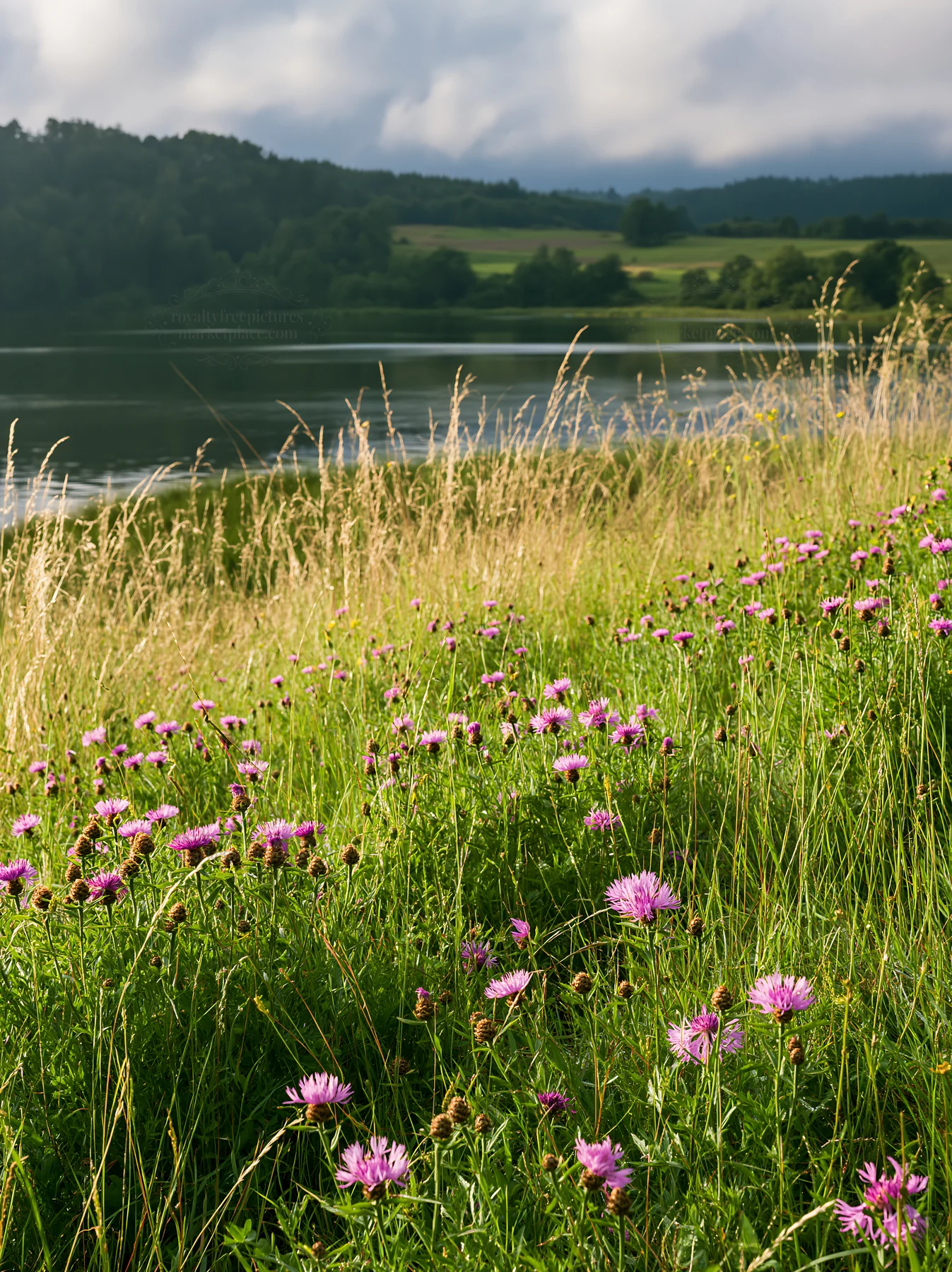 Lakeside meadow with wildflowers near a German lake - AI-generated stock image