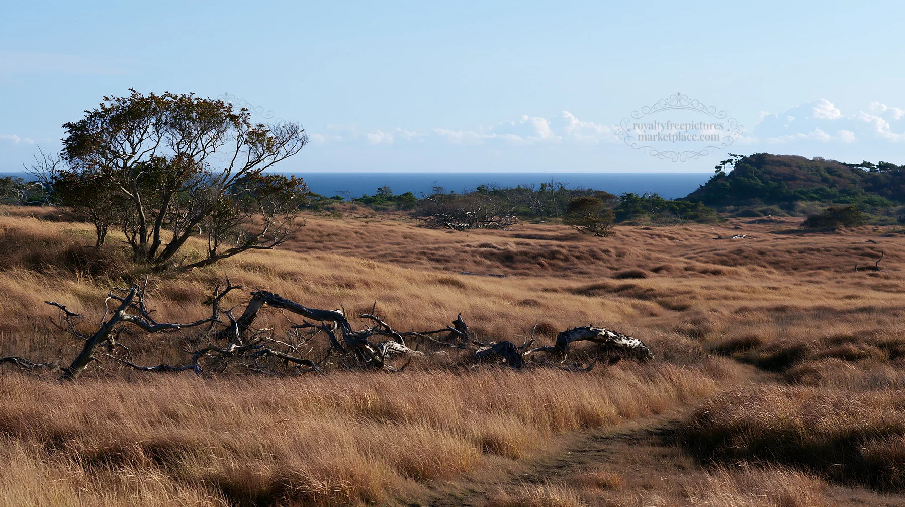 Chiba coastal climate meadow driftwood foreground - AI-generated stock image