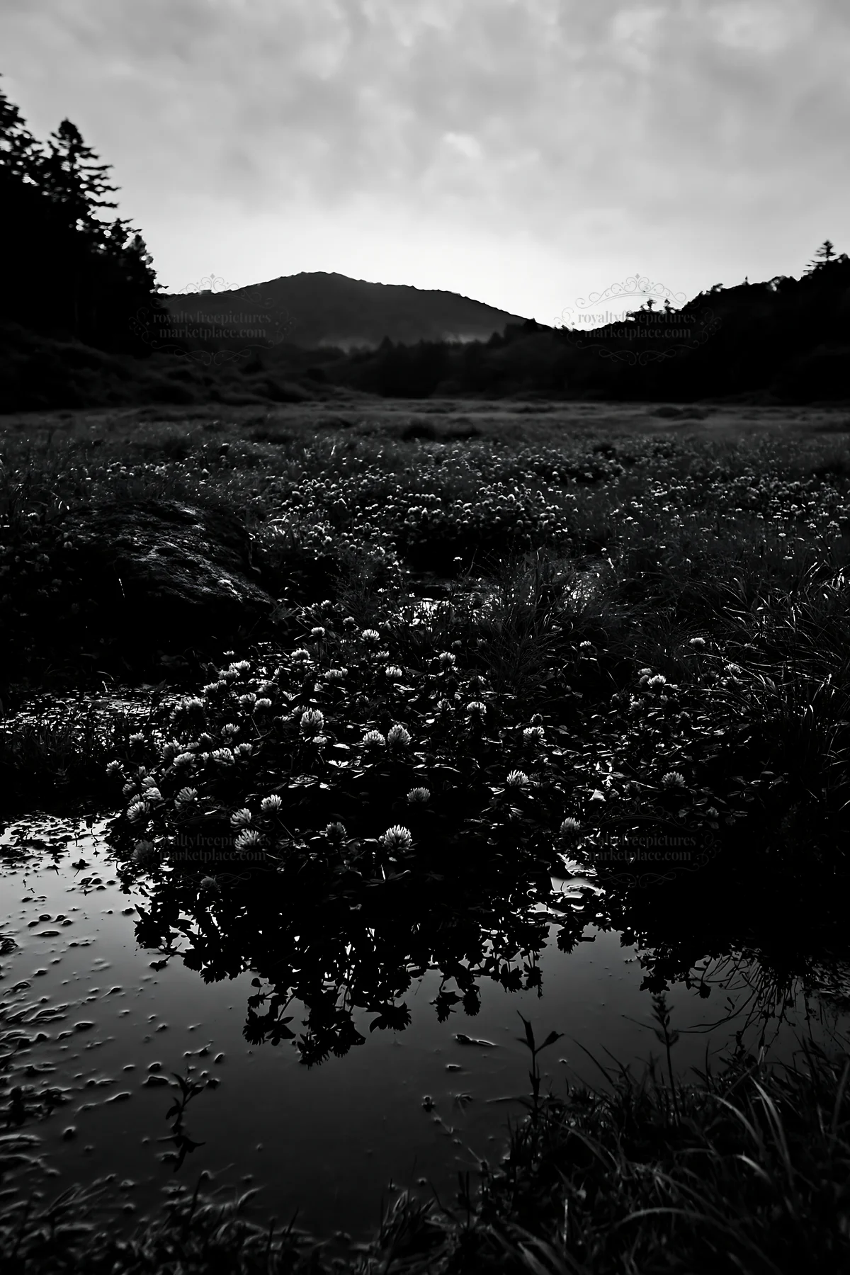 Black and white nagano drought resilient meadow granite boulder - AI-generated stock image