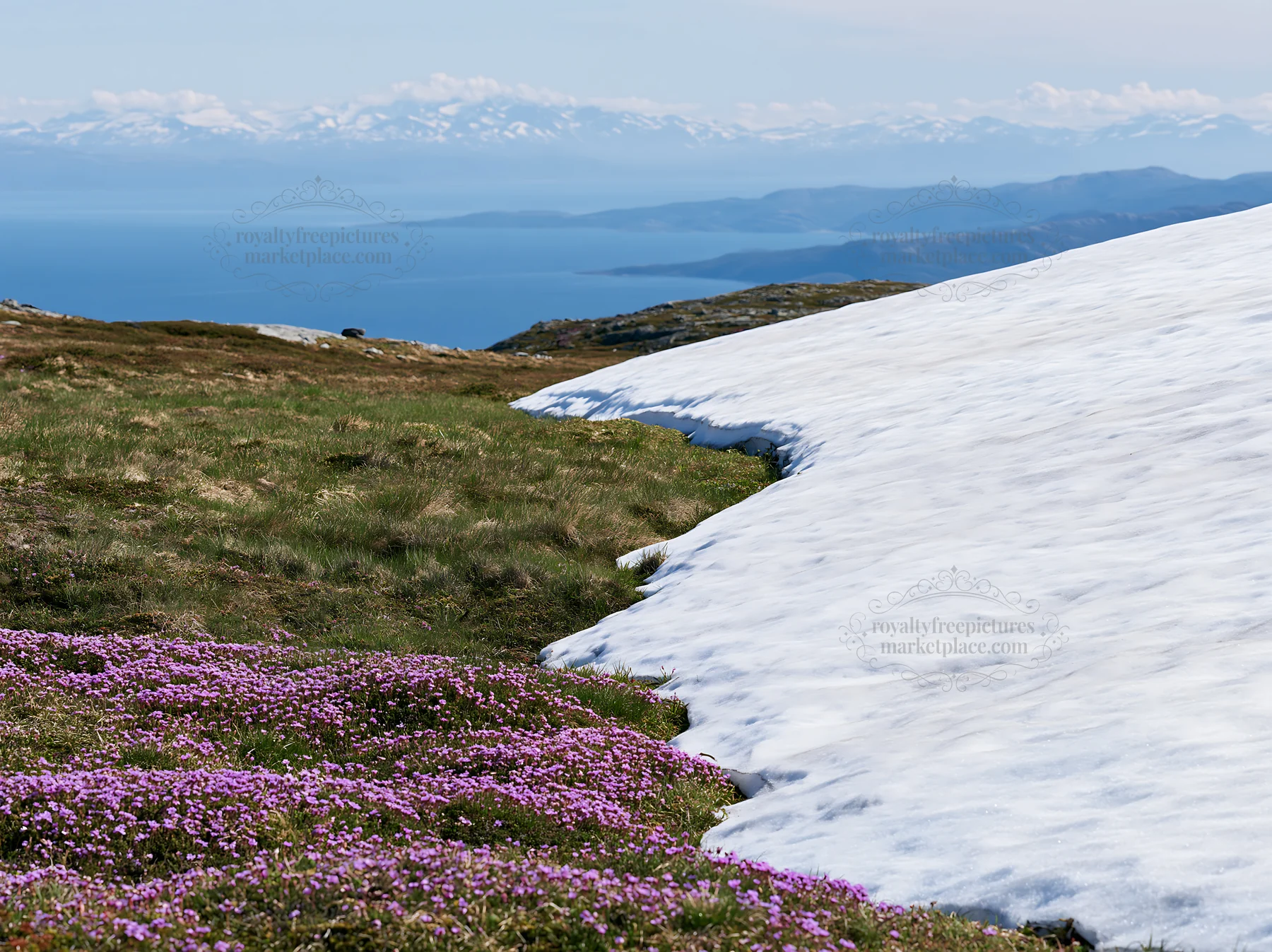 Spring meadow with flowers near melting snow by the sea - AI-generated stock image