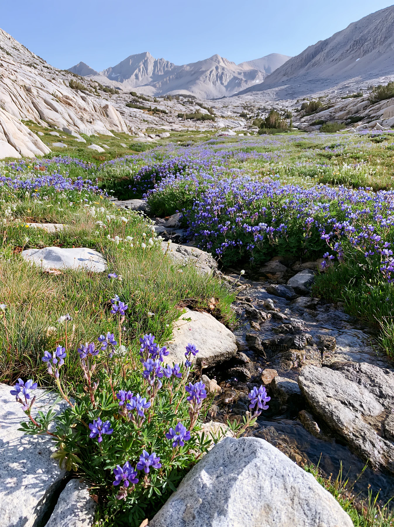 Brook meadow with flowers and water stream in mountain area - AI-generated stock image
