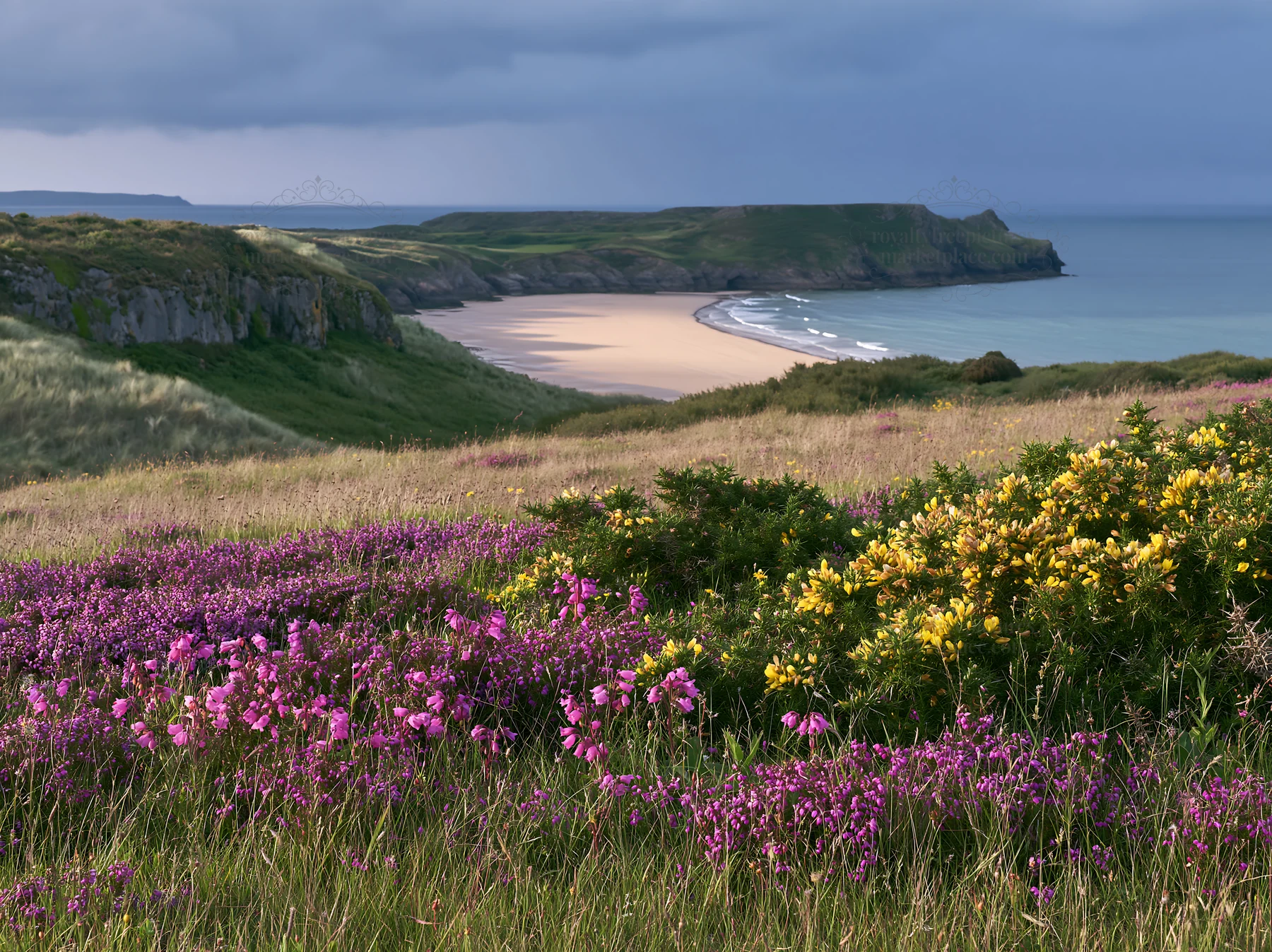 Coastal meadow with colorful flowers near the shore - AI-generated stock image