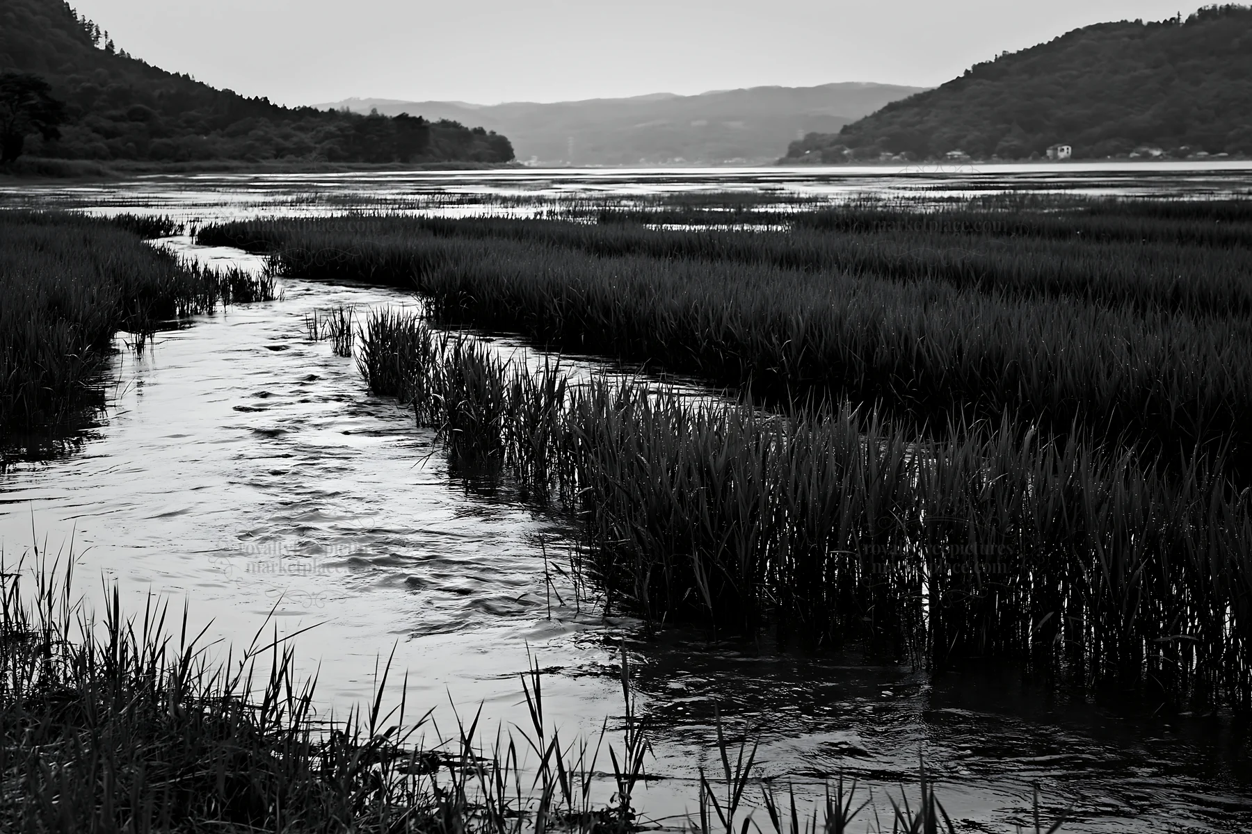Black and white shiga wetland meadow climate adaptation reeds in a natural setting - AI-generated stock image
